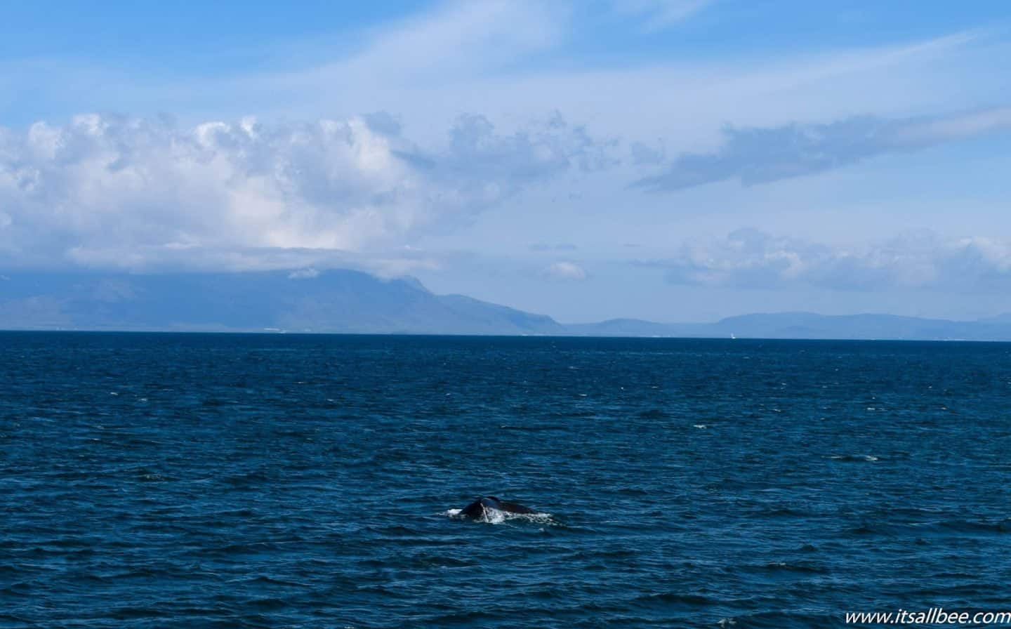 Whale Watching In Iceland - Iceland In July | Why Summer's The Best Time To Visit Iceland - Summer In Iceland