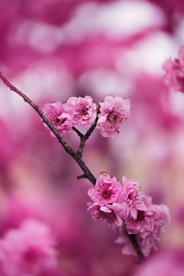 10 Beautiful Places To See Cherry Blossoms In Europe That Will Surprise ...
